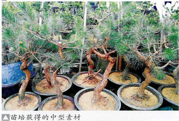 图解 黑松盆景怎么播种苗培的16个步骤