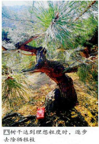 图解 黑松盆景怎么播种苗培的16个步骤