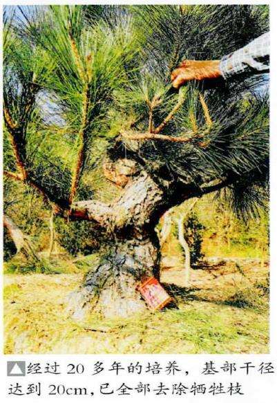 图解 黑松盆景怎么播种苗培的16个步骤