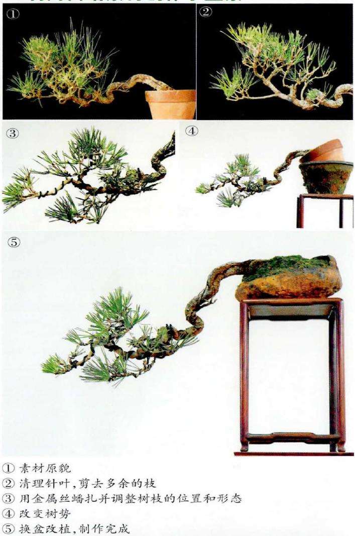 图解 黑松盆景怎么播种苗培的16个步骤