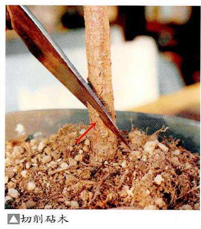 图解 特殊松树盆景怎么嫁接苗培的方法