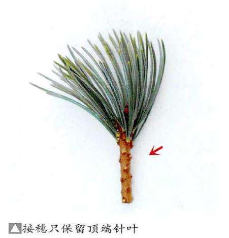 图解 特殊松树盆景怎么嫁接苗培的方法