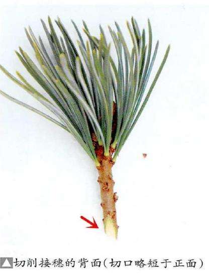 图解 特殊松树盆景怎么嫁接苗培的方法
