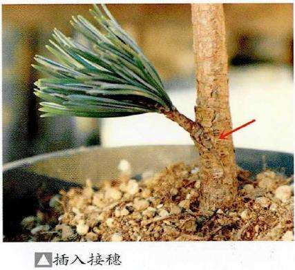 图解 特殊松树盆景怎么嫁接苗培的方法