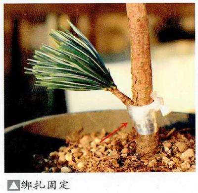 图解 特殊松树盆景怎么嫁接苗培的方法