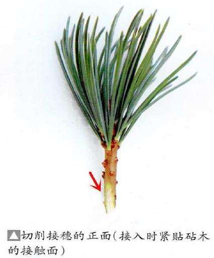 图解 特殊松树盆景怎么嫁接苗培的方法