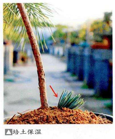 图解 特殊松树盆景怎么嫁接苗培的方法