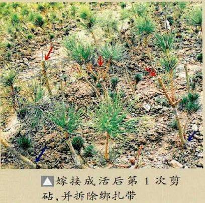 图解 特殊松树盆景怎么嫁接苗培的方法