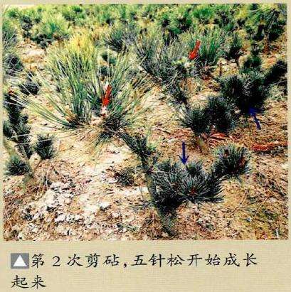 图解 特殊松树盆景怎么嫁接苗培的方法