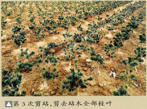 图解 特殊松树盆景怎么嫁接苗培的方法