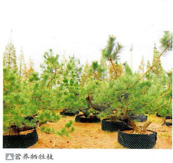 图解 松树盆景怎么蓄枝养粗的4个步骤