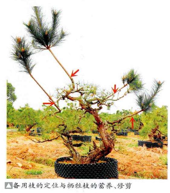 图解 松树盆景怎么蓄枝养粗的4个步骤
