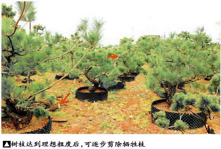 图解 松树盆景怎么蓄枝养粗的4个步骤