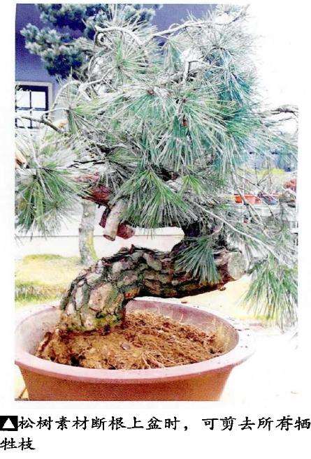 图解 松树盆景怎么蓄枝养粗的4个步骤