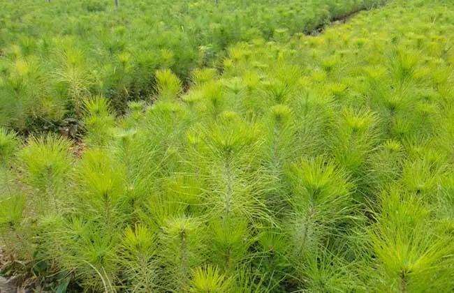 马尾松良种基地基本情况和5个现状