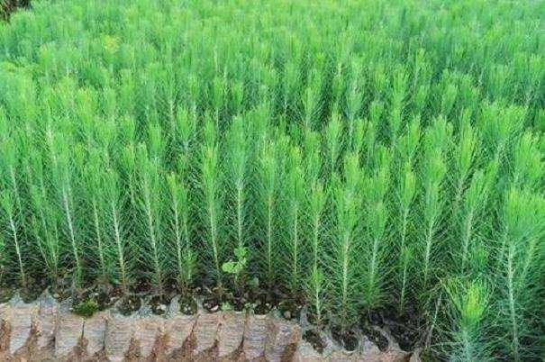 马尾松良种基地基本情况和5个现状