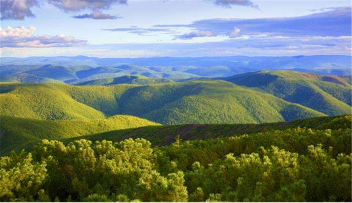 保自然保护地森林病虫害3个现状问题