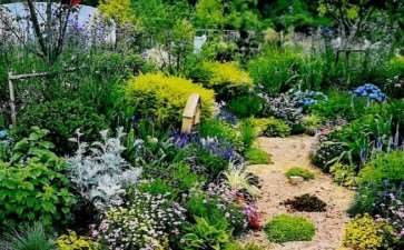 4种适用于花园栽植的蓝紫色系花卉