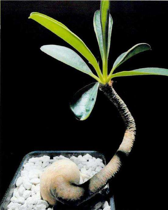 马达加斯加的象鼻大戟多肉 图片