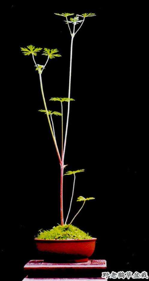 野老鹤草