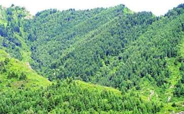 怎么提高林业营造林工程质量的3个策略