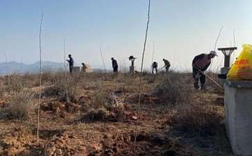 我国林业工程中营造林质量存在的4个主要问题