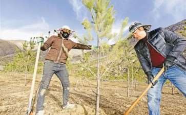 加强营造林工程的3个必要性和意义