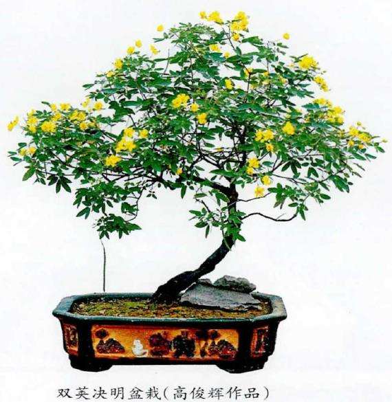双荚决明盆景怎么造型养护的3个方法
