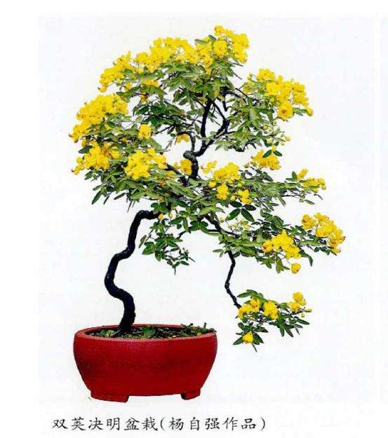 双荚决明盆景怎么造型养护的3个方法