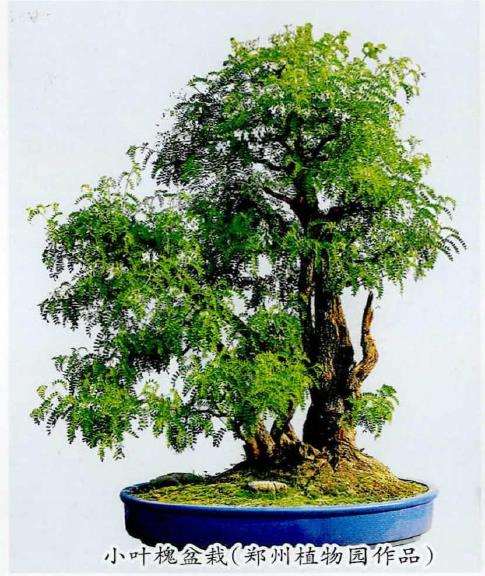 小叶槐盆景怎么造型养护的3个方法