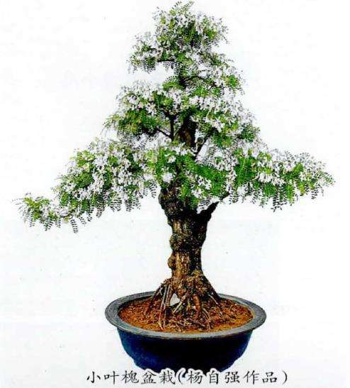 小叶槐盆景怎么造型养护的3个方法