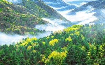 干旱地区生态林业技术怎么应用的5个方法