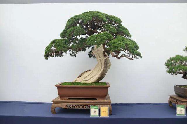 中国盆景发展之我见 图片