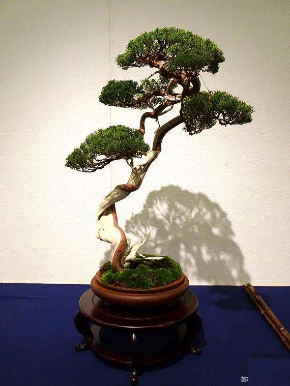 中国盆景发展之我见 图片