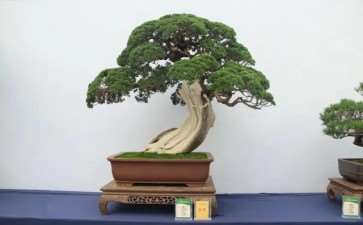 中国盆景发展之我见 图片