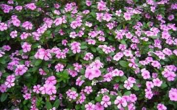 园林花卉苗木怎么栽培管理的3个技术分析