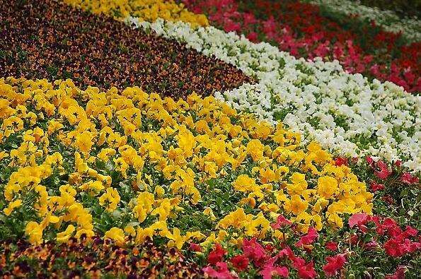 园林花卉苗木怎么繁殖培养的3个技术分析