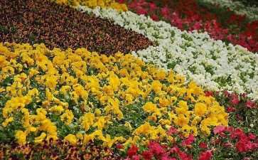 园林花卉苗木怎么繁殖培养的3个技术分析