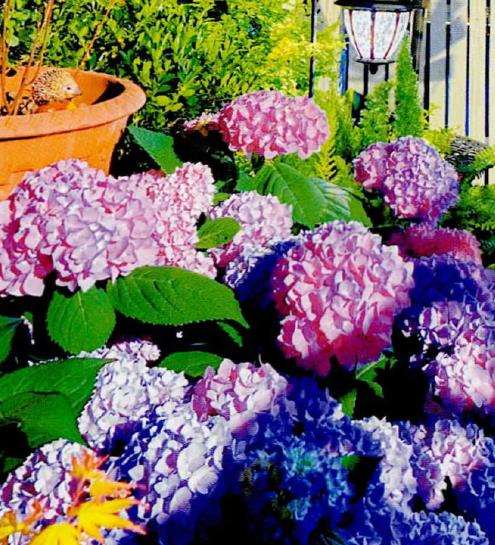 多肉植物治好了我的抑郁症