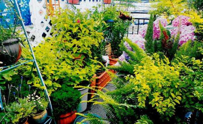 多肉植物治好了我的抑郁症