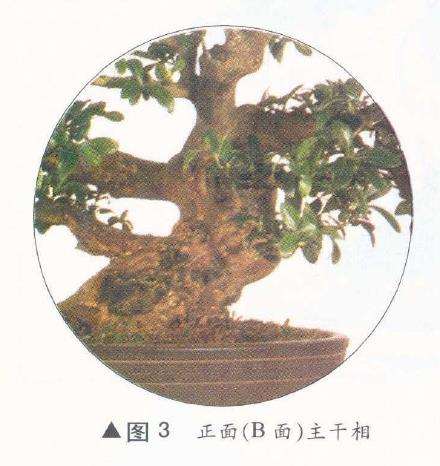 图解 如何完成盆景造型设计的11个过程