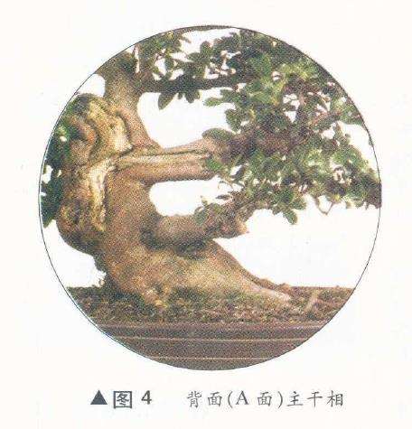 图解 如何完成盆景造型设计的11个过程