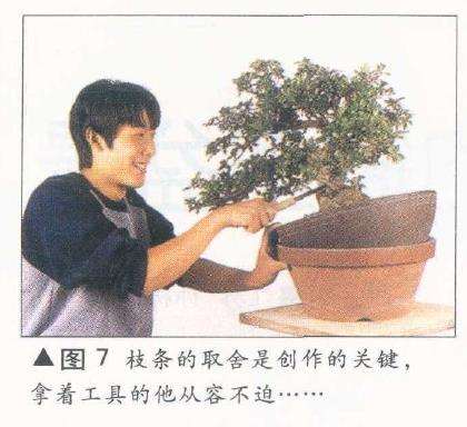 图解 如何完成盆景造型设计的11个过程