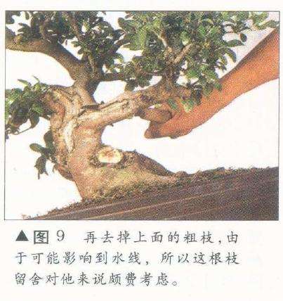 图解 如何完成盆景造型设计的11个过程