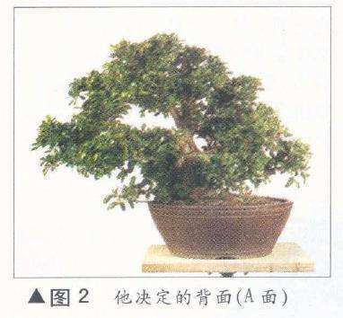 图解 如何完成盆景造型设计的11个过程