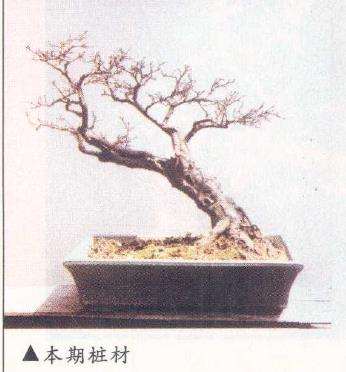 曾宪烨怎么设计山桔盆景的2个步骤 图片