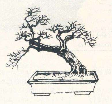 陈添怎么设计山桔盆景的3个步骤 图片