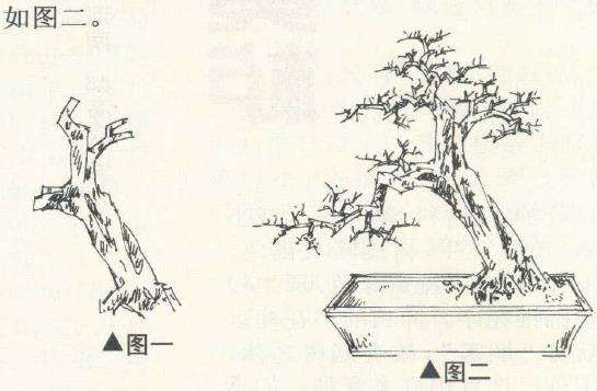 曾宪烨怎么设计山桔盆景的2个步骤 图片