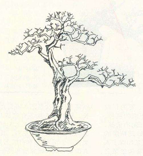 郭永辉怎么设计山桔盆景的3个步骤 图片