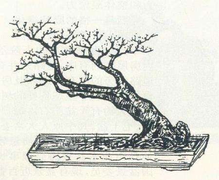 陈虎怎么设计山桔盆景的2个步骤 图片